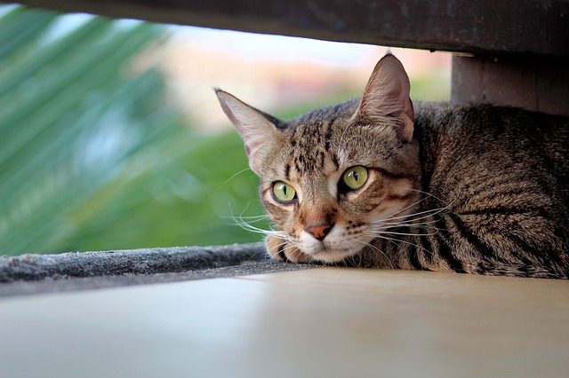 cat-4269479_640 Karma dla kota