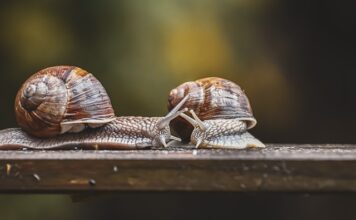 Ile kosztują czujniki cofania do samochodu? Ile kosztują czujniki cofania do samochodu?