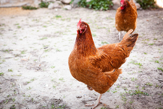 Kura brązowa nioska na piasku w kurniku na wsi Kura brązowa nioska na piasku w kurniku na wsi